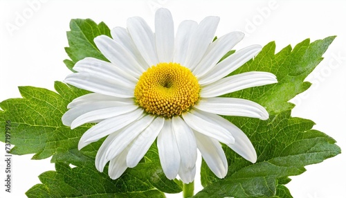 lovely white daisy marguerite bornholmmargerite isolated on white background including clipping path