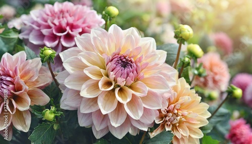 summer blossoming delicate dahlia blooming flowers festive background pastel and soft bouquet floral card selective focus toned