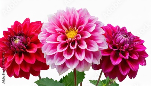 dahlia flower on isolated background with clipping path for design closeup transparent background nature