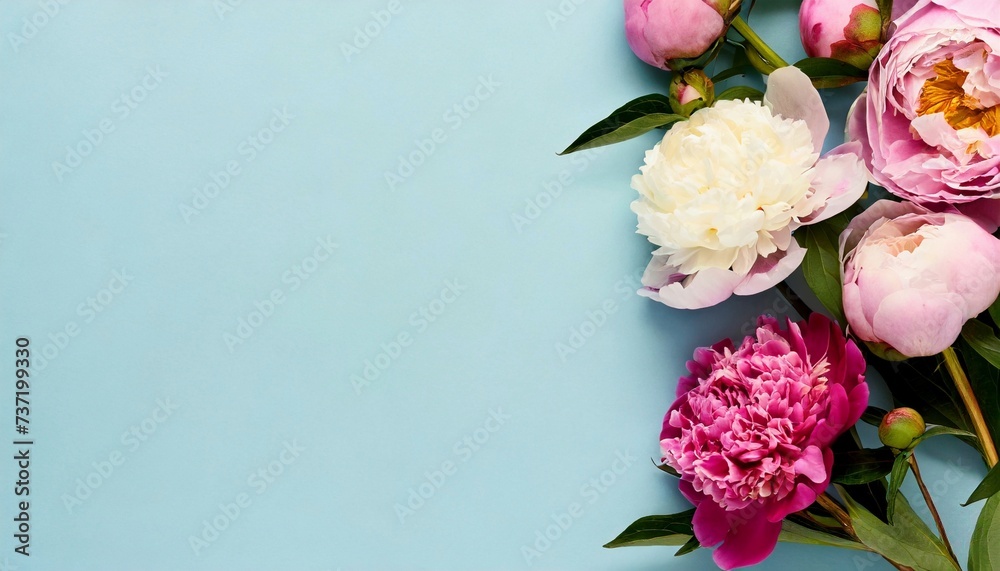 Beautiful peonies, spring flowers on light blue background. Flat lay