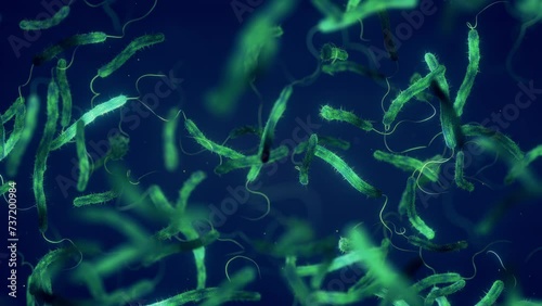 Cholera bacteria animation. Vibrio cholerae is a gram negative bacterium. Some strains of this bacterium can cause the cholera disease  and severe diarrhea