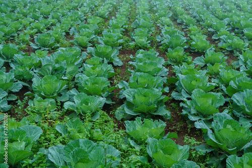 Lush green Napa cabbages growing in a misty morning field. photo