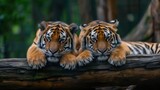 a couple of tigers laying on top of a wooden log in front of a lush green forest filled with trees.