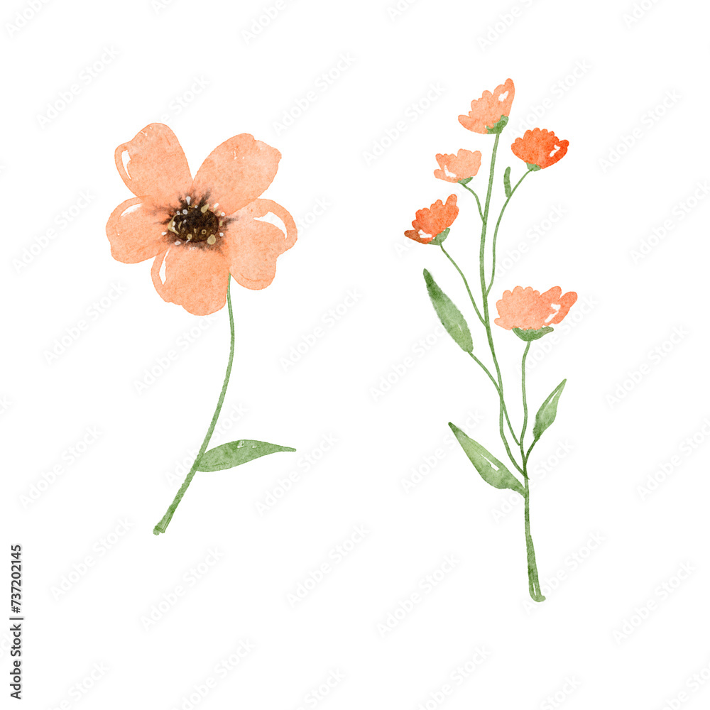 Pink watercolor flowers isolated on white background