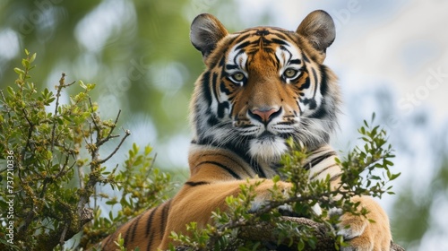 a tiger sitting on top of a tree next to a lush green forest filled with lots of green leafy trees.