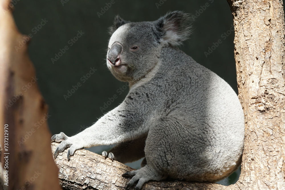 Obraz premium Koala