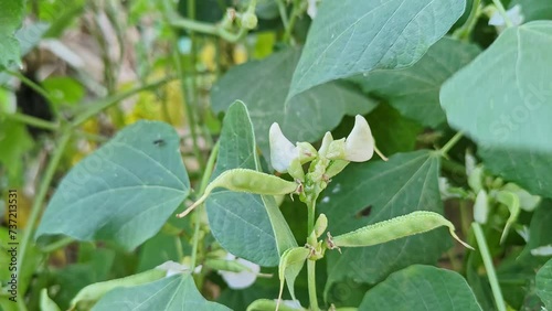 Close-up of a bunch of hyacinth beans or Lablab purpureus with flowers on the plant photo
