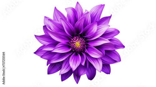 shaggy purple flower design  Isolated on transparent PNG background  Generative ai