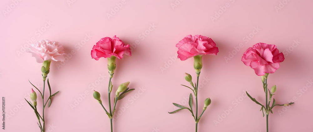 A Graceful Array of  Blooming Carnations on a Soft Pink Background