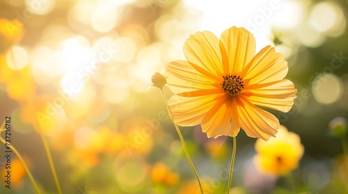 flower yellow beautiful with morning light and sky background © Rosie