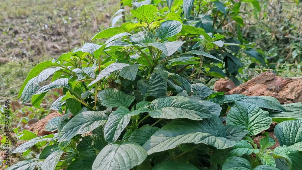 Closeup of fresh Amaranthus viridis or green amaranth grown in the house garden