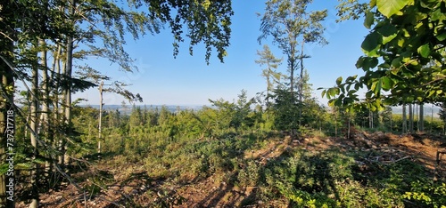 late summer forest