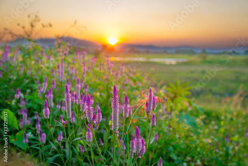 Purple flower in the field with sunset background Thailand.