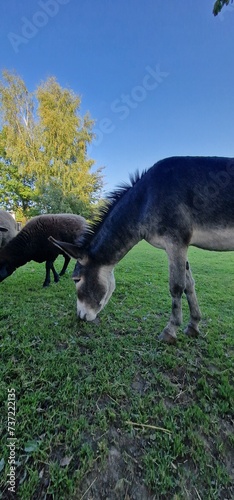 Fototapeta Naklejka Na Ścianę i Meble -  A donkey, commonly found at farms, is a domesticated member of the horse family known for its distinct characteristics. Donkeys are sturdy, medium-sized animals with a robust build, long ears, and a s