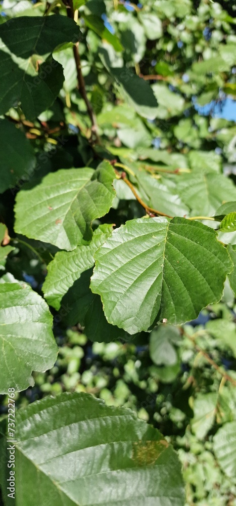 Obraz premium late summer forest