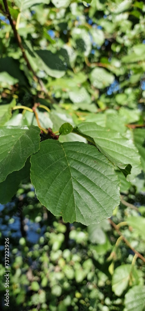 Obraz premium late summer forest