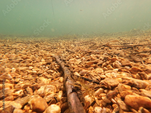 The zebra mussel is a small freshwater mussel. The species originates from the lakes of southern Russia and Ukraine, but has been accidentally introduced to numerous other areas and has become an inva photo