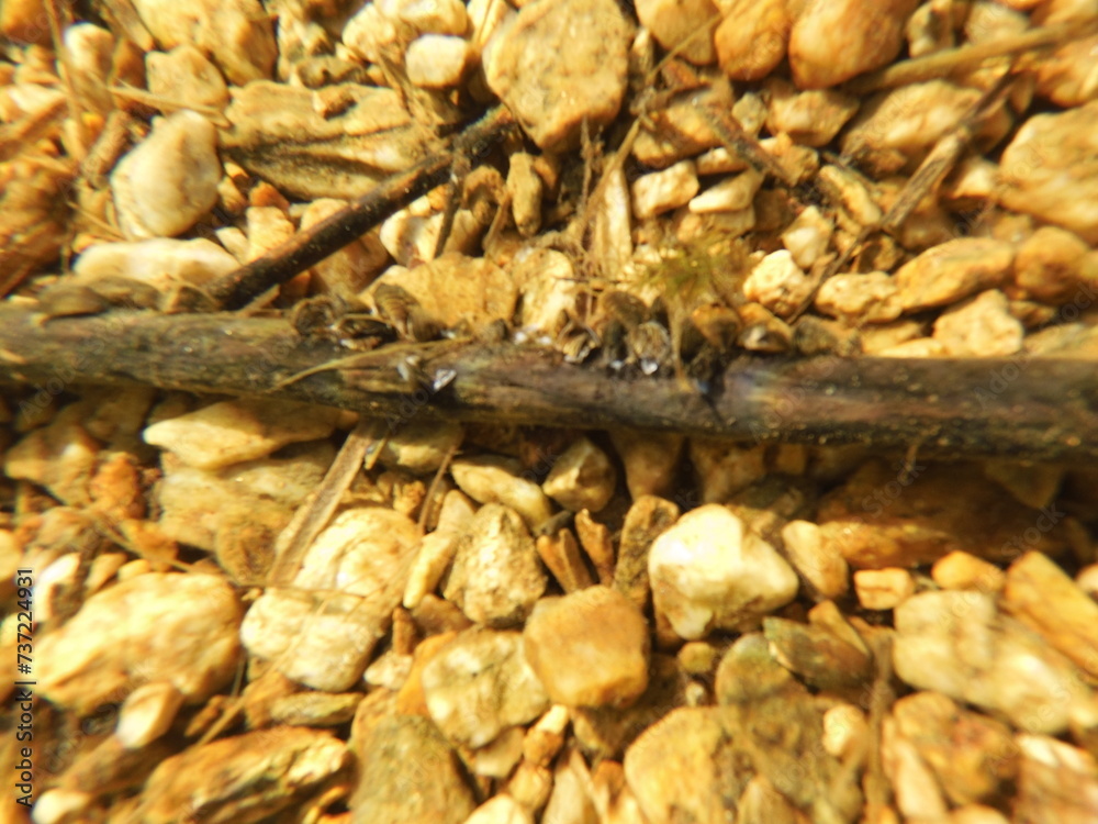 Naklejka premium The zebra mussel is a small freshwater mussel. The species originates from the lakes of southern Russia and Ukraine, but has been accidentally introduced to numerous other areas and has become an inva