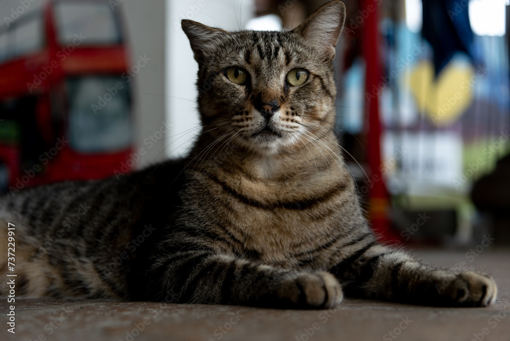 A dark brown cat, sitting, looking seriously at the camera.