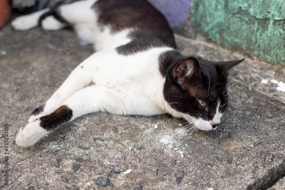 Tabby kitten lying on the sidewalk, calmly, looking to the side. Tabby kitten lying on the sidewalk, calmly, looking to the side.