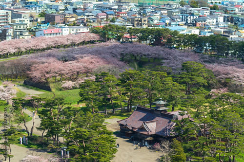 full bloom Japanes Cherry blossoms in Goryokaku Castle or Hakodate Castle as star shaped fort, Hokkaido, Japan  - View from the observatory of Goryokaku Tower. © lukyeee_nuttawut