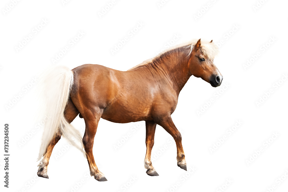 graceful horse with white mane isolated on white graceful horse with white mane isolated on white