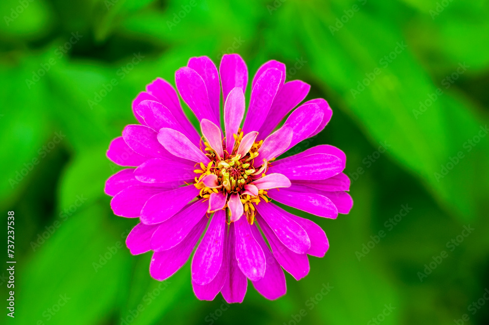 Fototapeta premium Pink Zinnia Bloom