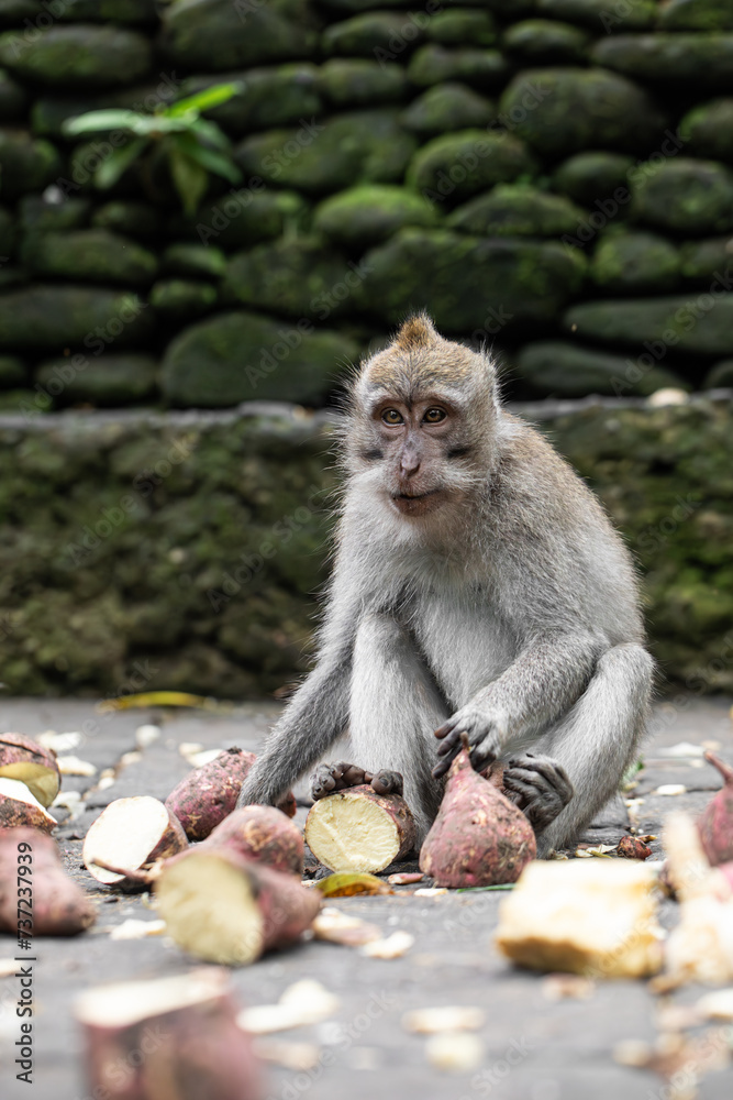 Naklejka premium monkeys eating, macaques in natural habitat
