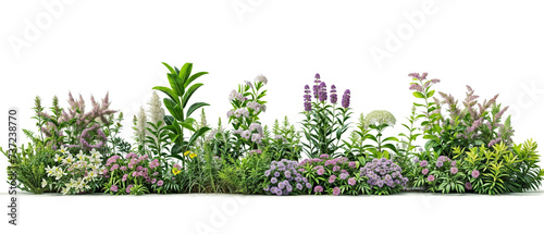 plant and flower garden PNG transparent background  © Piyapa