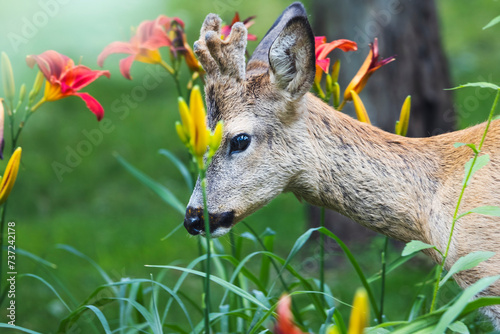 roe deer among beautiful spring lilies