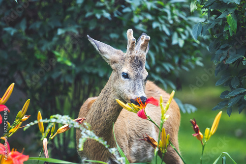 roe deer eats beautiful spring flowers