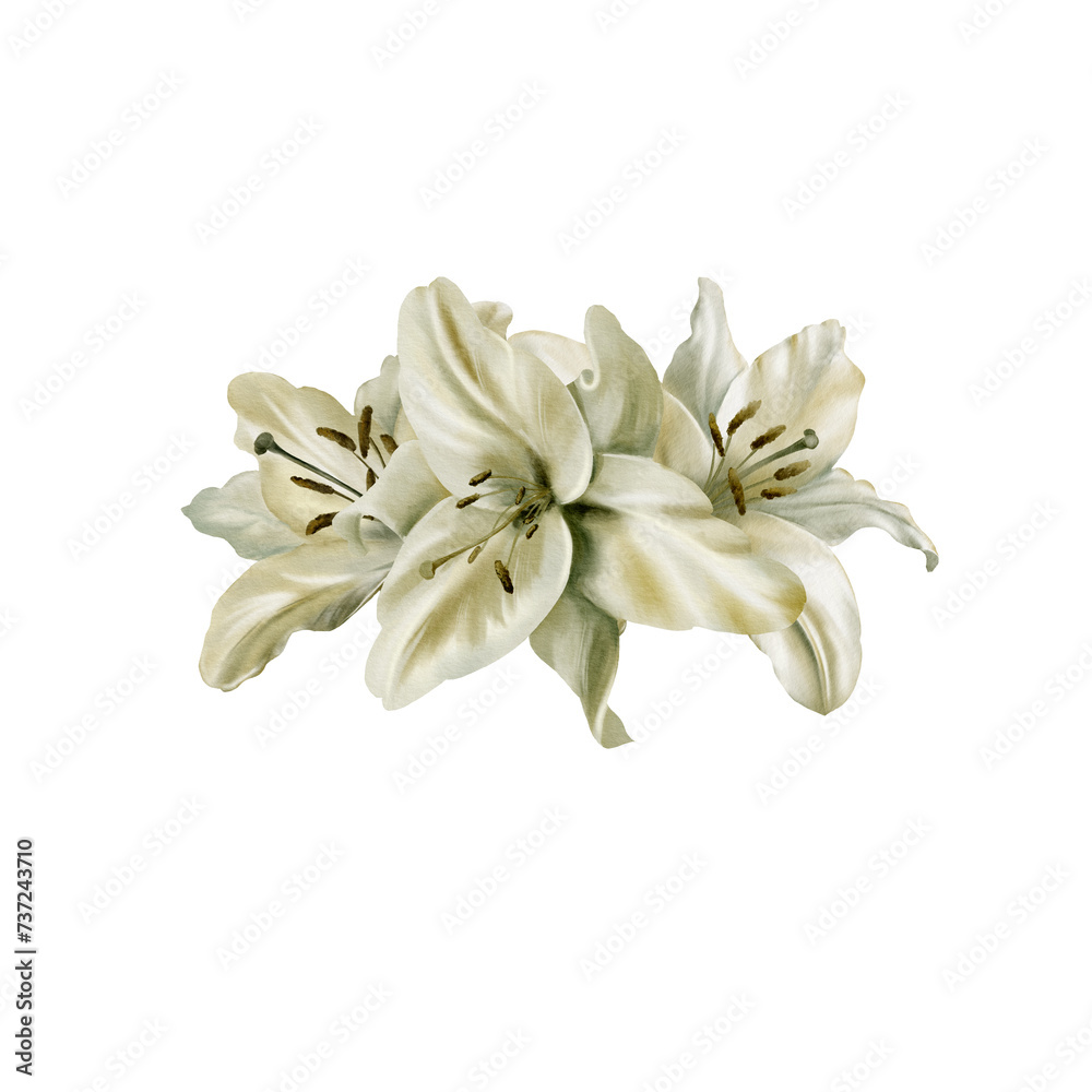 Obraz premium Watercolor composition of white lily flowers. For postcards, invitations, flyers, websites, flower stores, labels, packaging, wrapping paper.