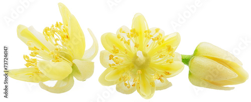 Collection of linden flowers, tilia bracts and leaves isolated on white background.