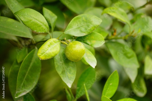 Cluster of Calamondin Fruit Hanging on a Tree Branch