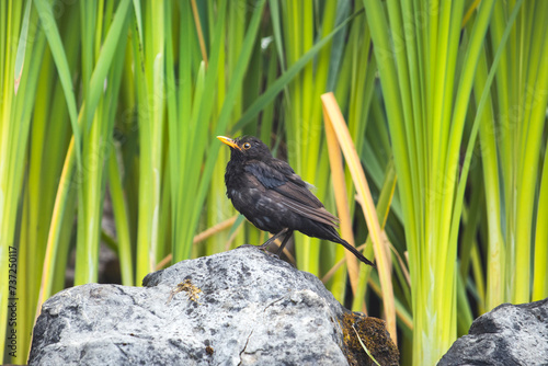 virgin nature, blackbird among the greenery stands on a stone
