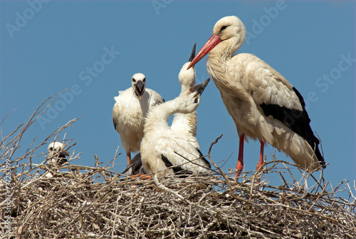 Cigogne blanche, nid, jeune,  Ciconia ciconia, White Stork #737253199