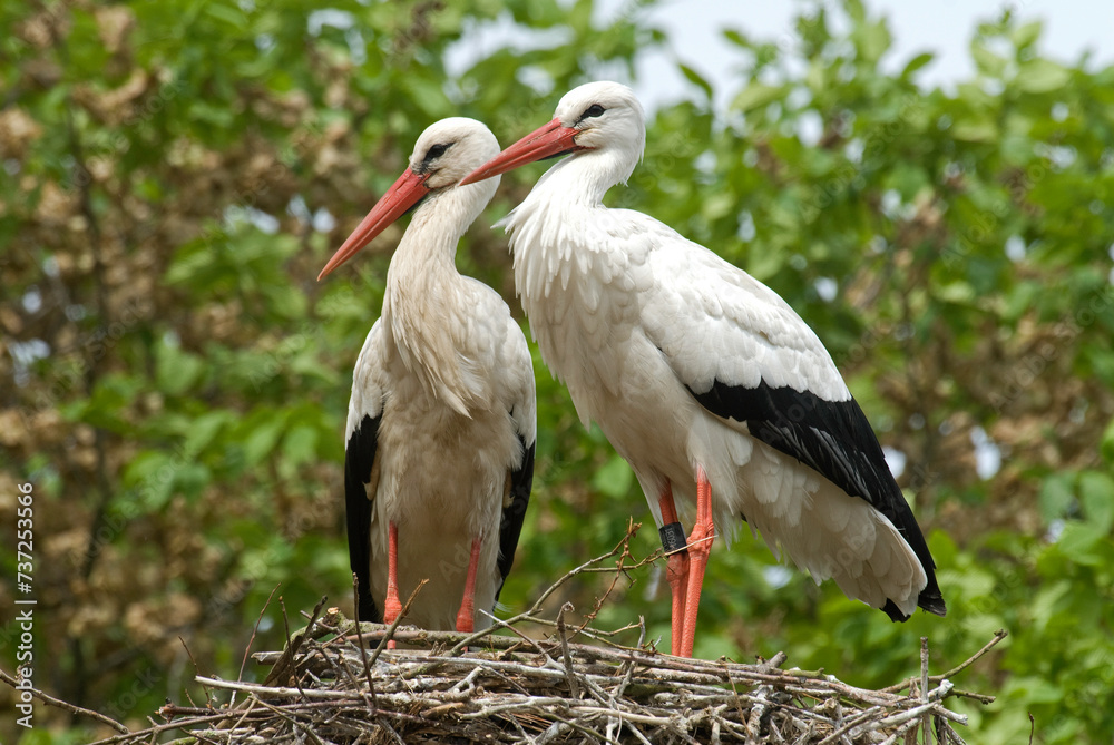 Obraz premium Cigogne blanche, nid, Ciconia ciconia, White Stork