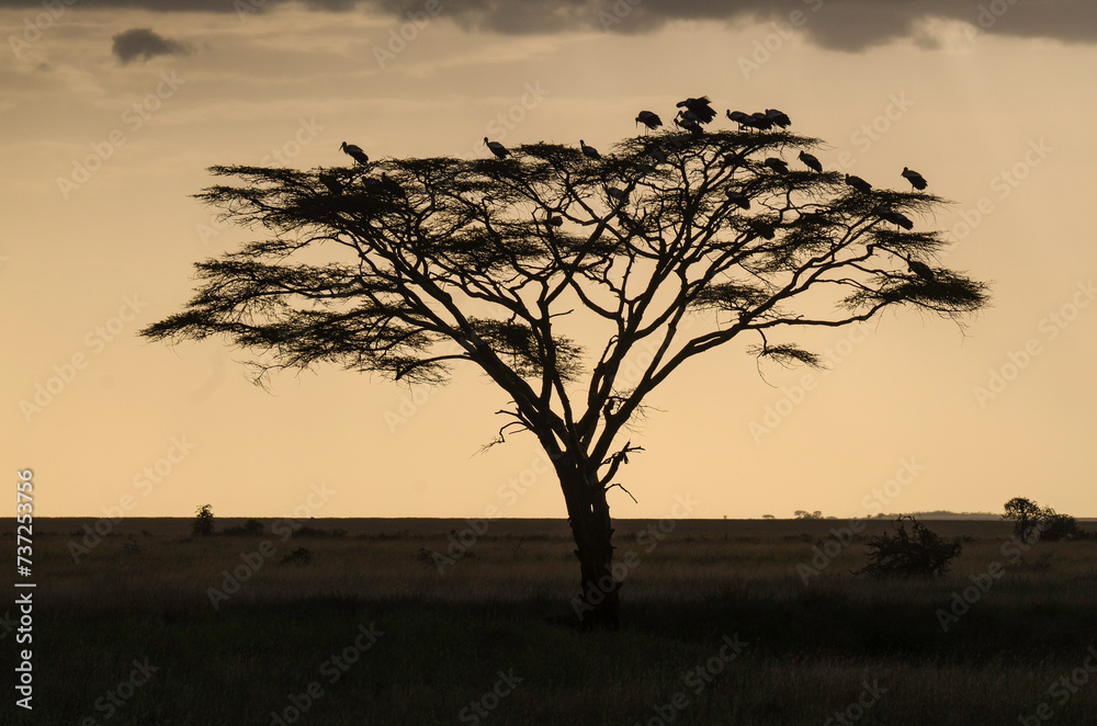 coucher de soleil, Cigogne blanche, Ciconia ciconia, White Stork, Parc national du Serengeti, Tanzanie, Afrique de l'Est