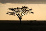coucher de soleil, Cigogne blanche, Ciconia ciconia, White Stork, Parc national du Serengeti, Tanzanie, Afrique de l'Est