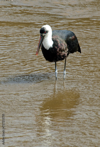 Cigogne épiscopale,.Ciconia episcopus, Woolly necked Stork photo