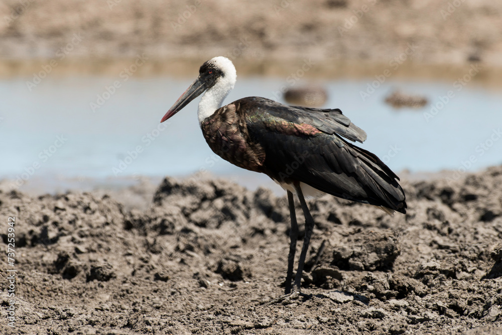 Cigogne épiscopale,.Ciconia episcopus, Woolly necked Stork Cigogne épiscopale,.Ciconia episcopus, Woolly necked Stork