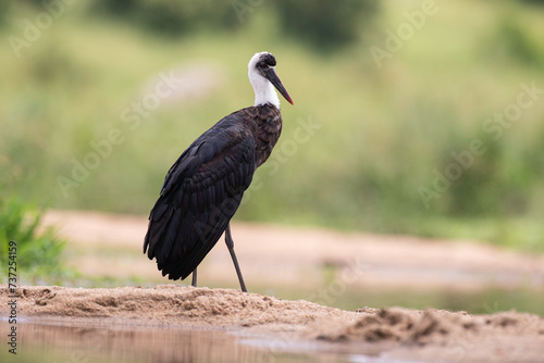 Cigogne épiscopale,.Ciconia episcopus, Woolly necked Stork photo