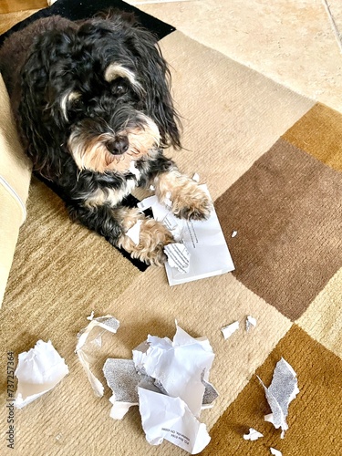 cutest pup caught in the act