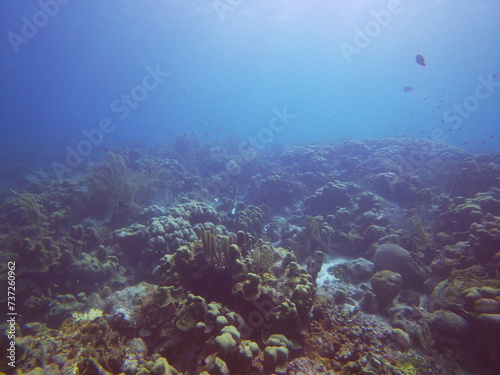 Underwater Fantasy  Exploring a Coral Reef
