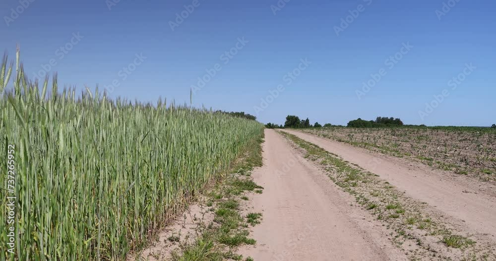 country road without asphalt in the field, sandy road in the field in the summer country road without asphalt in the field, sandy road in the field in the summer