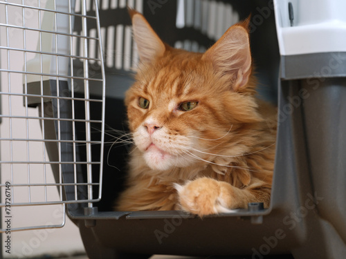 A red Maine coon cat lying in a cat carrier and looking out of it. Close up.