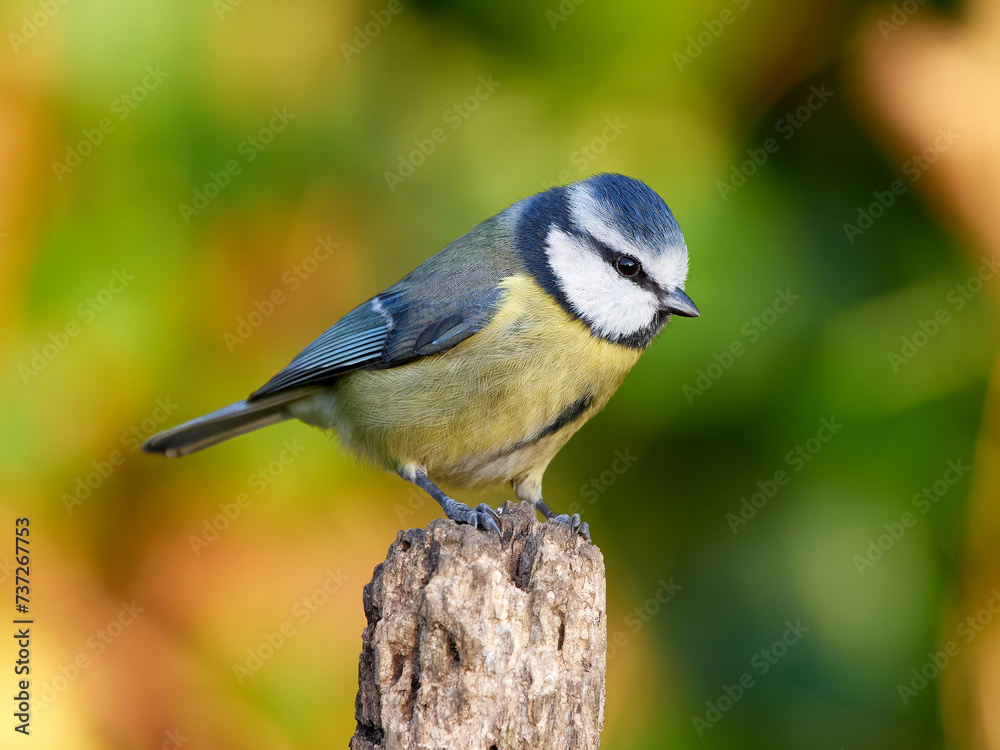 Blue Tit (Cyanistes caeruleus) close-up