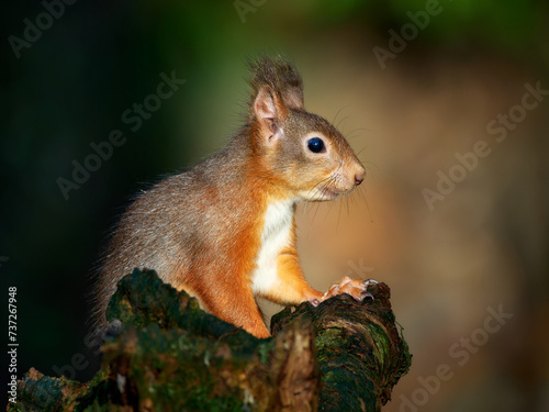 Red Squirrel close-up portrait