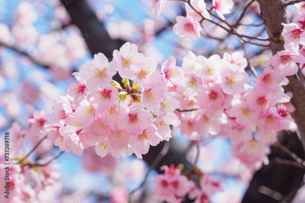 cherry blossom sakura in spring season at kyoto japan
cherry blossom sakura in spring season at kyoto japan