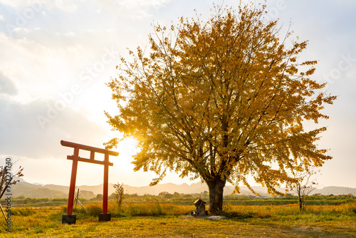 早馬神社のイチョウと夕景（姶良市）